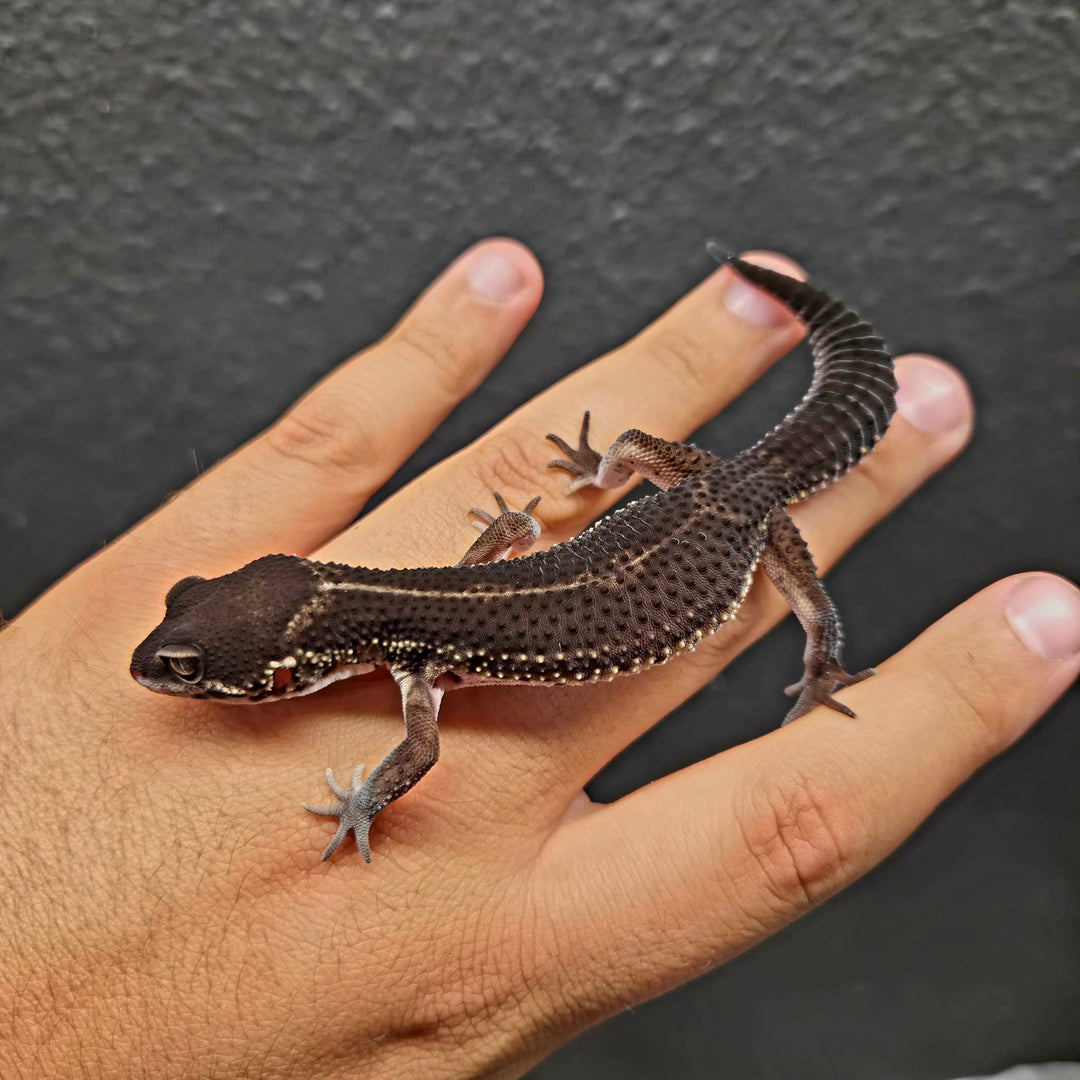 Eublepharis macularius (Leopard Gecko) Black Night