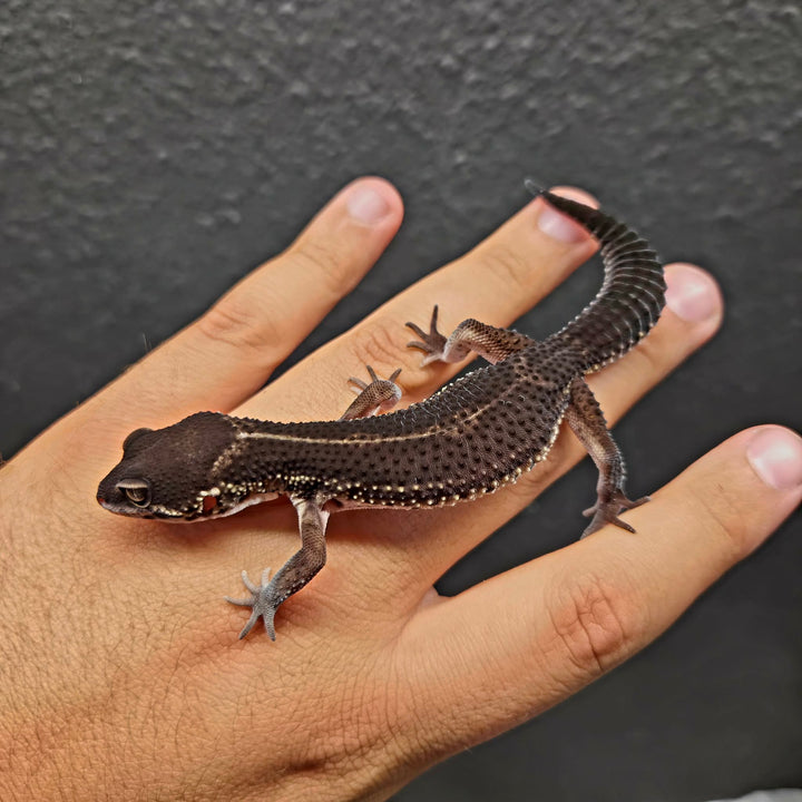 Eublepharis macularius (Leopard Gecko) Black Night