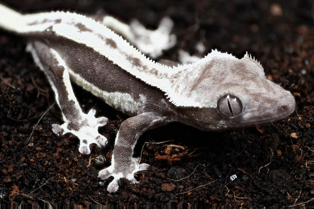 Correlophus ciliatus (Crested Gecko) Altitude Lineage - Lily White Axanthic Baby 2