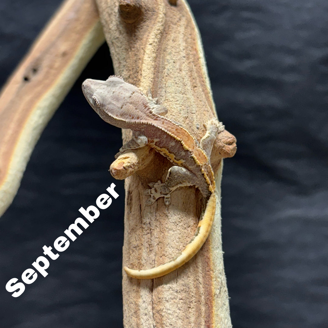 Correlophus ciliatus (Crested Gecko) Lily White