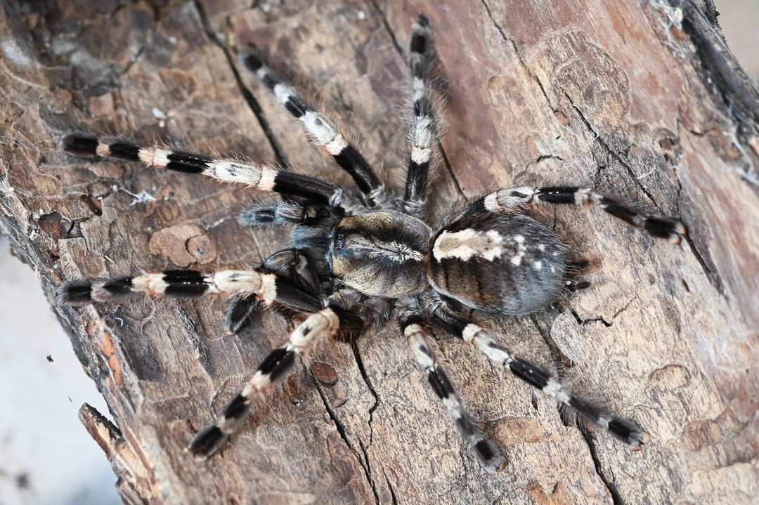 Poecilotheria miranda (Bengal Ornamental)