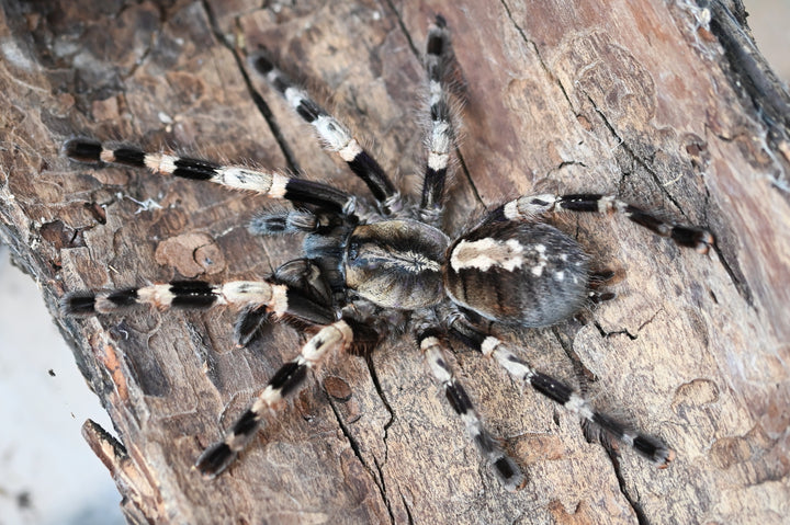 Poecilotheria miranda (Bengal Ornamental)