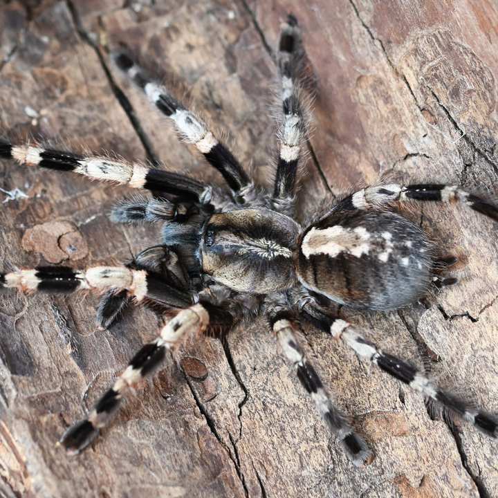 Poecilotheria miranda (Bengal Ornamental)
