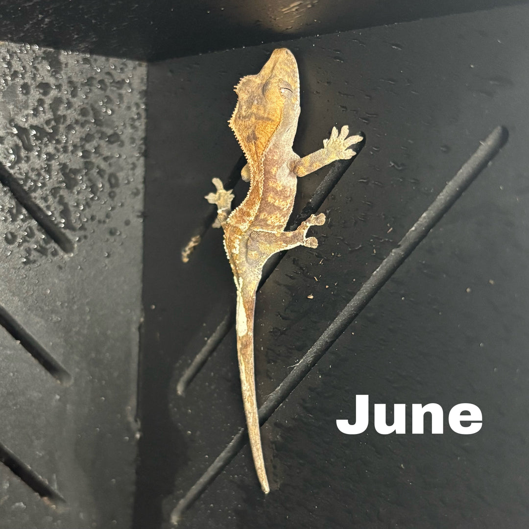 Correlophus ciliatus (Crested Gecko) Sable Lily White