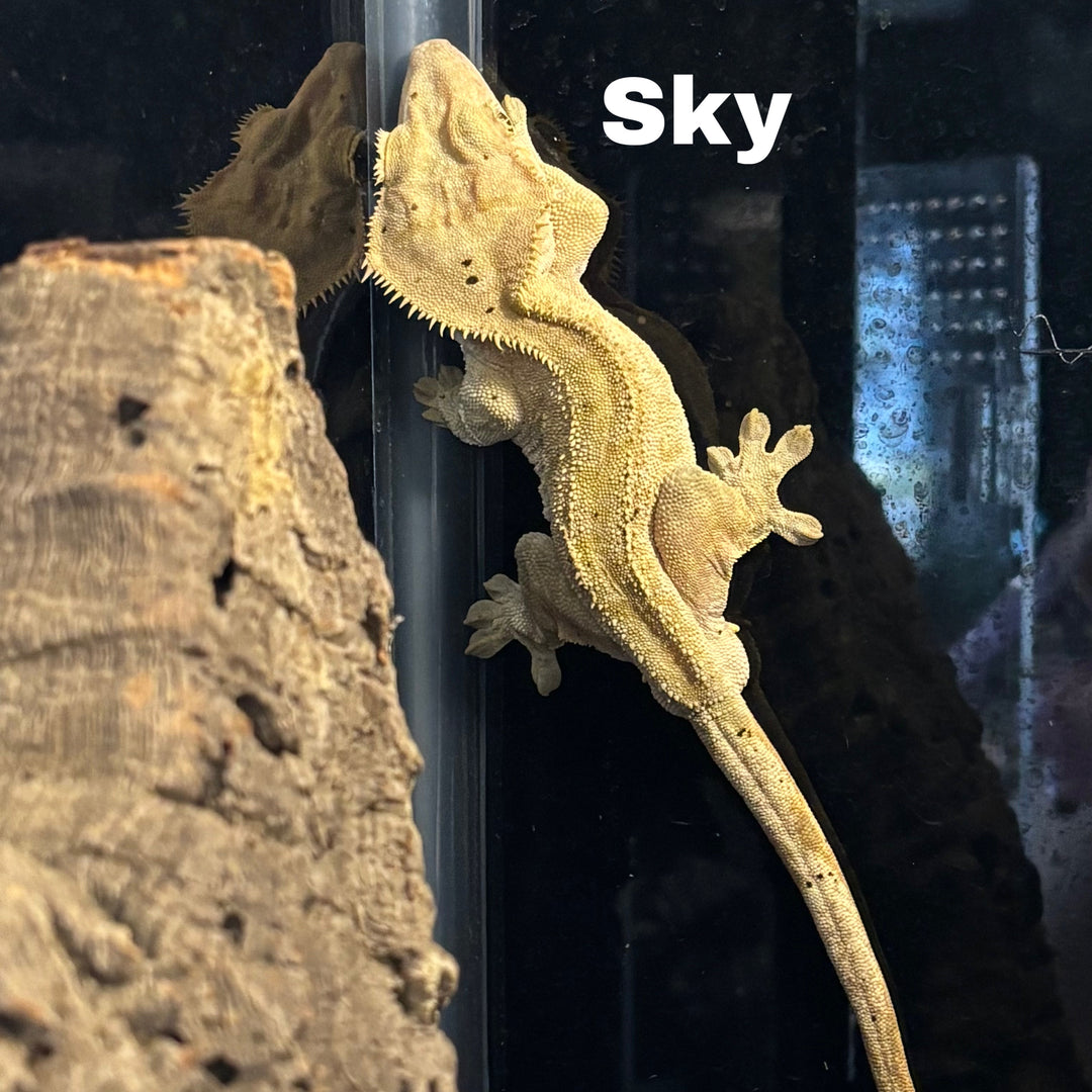 Correlophus ciliatus (Crested Gecko) Yellow Tiger (Male) (Sky)