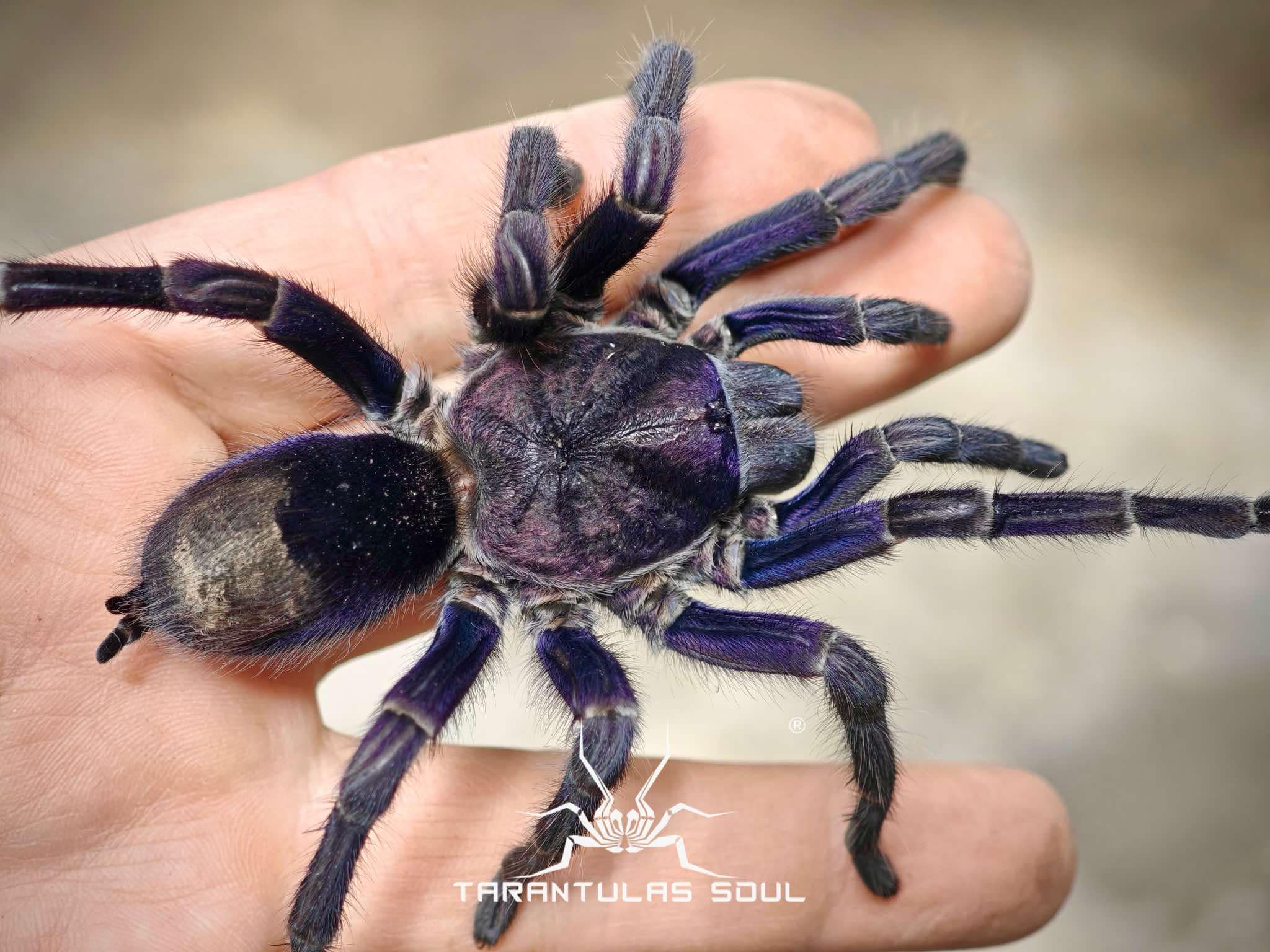 Theraphosinae sp 'Grape' – Spider Shoppe