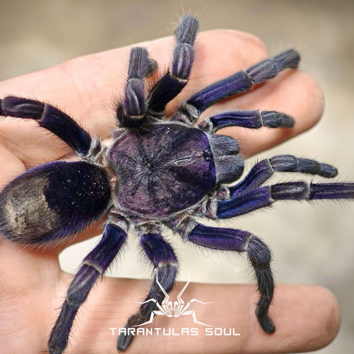 Theraphosinae sp 'Grape' 0.25"