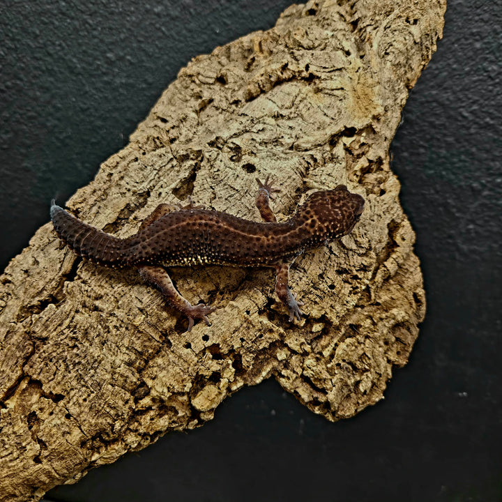 Eublepharis macularius (Leopard Gecko) Black Night