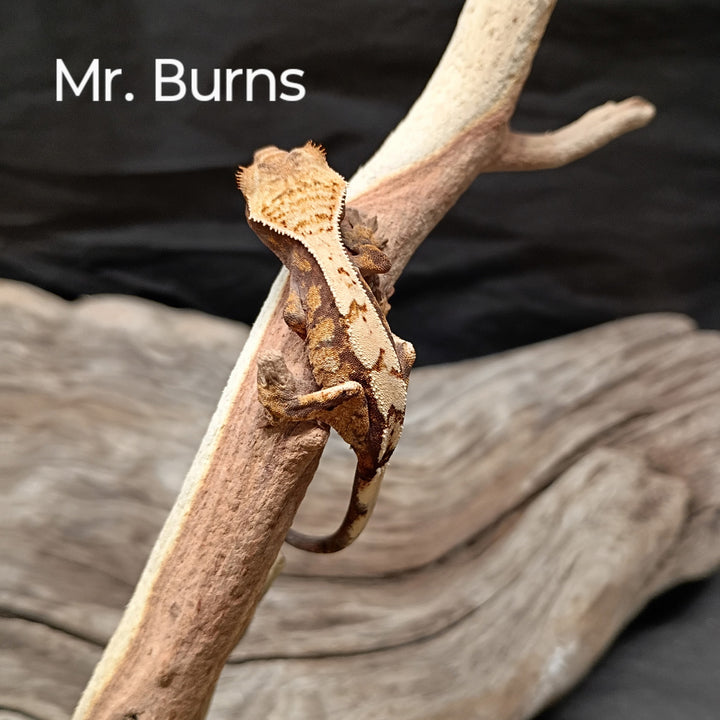 Correlophus ciliatus (Crested Gecko) Sable