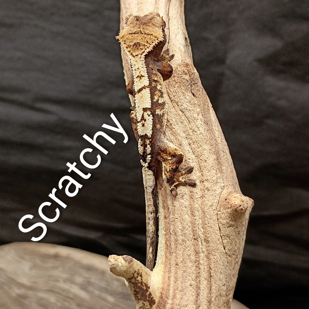 Correlophus ciliatus (Crested Gecko) Sable