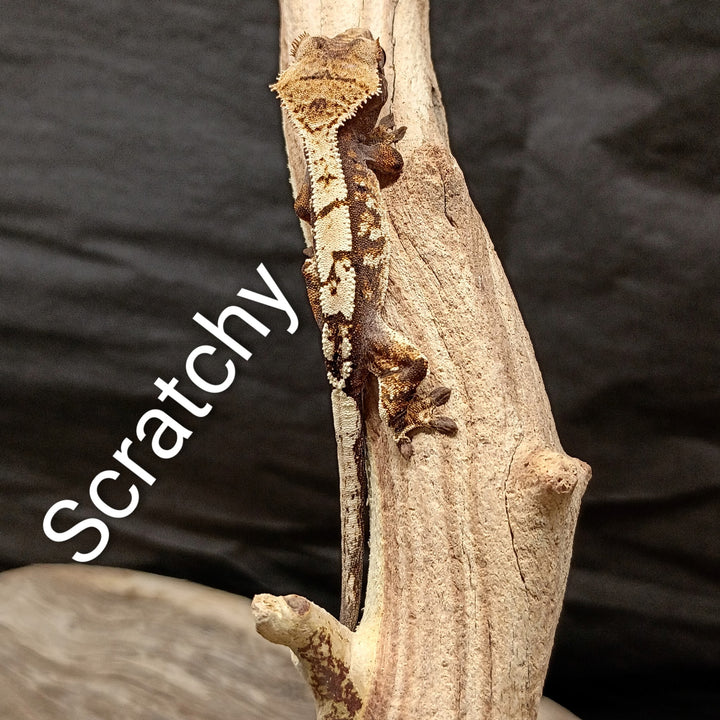 Correlophus ciliatus (Crested Gecko) Sable