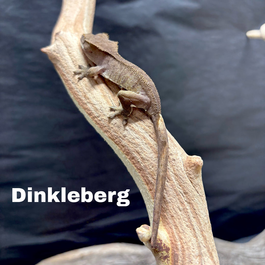 Correlophus ciliatus (Crested Gecko) Charcoal