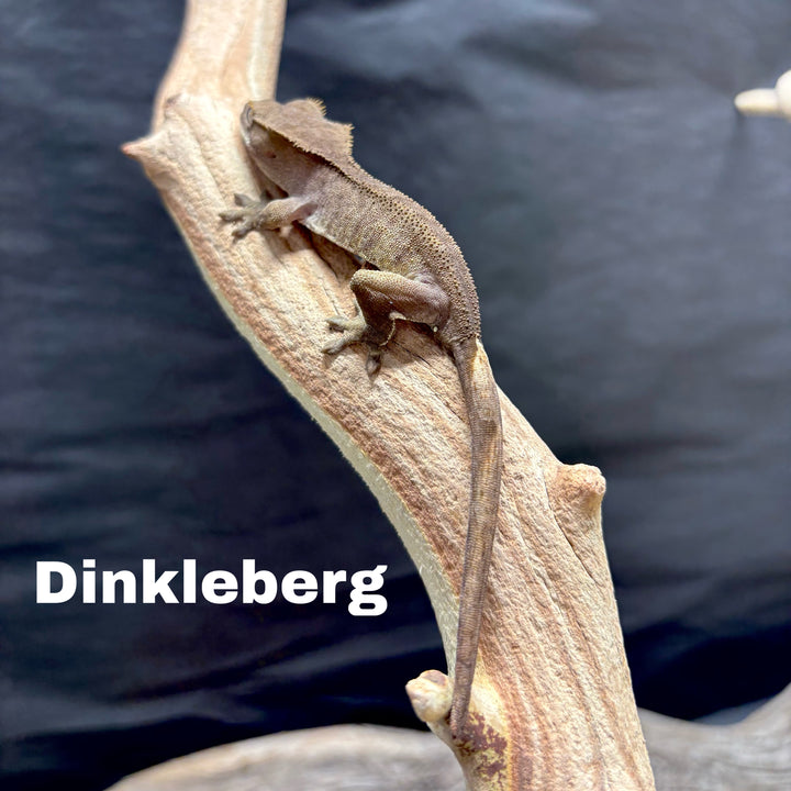 Correlophus ciliatus (Crested Gecko) Charcoal