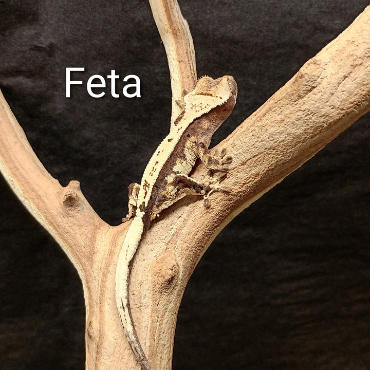 Correlophus ciliatus (Crested Gecko) Sable