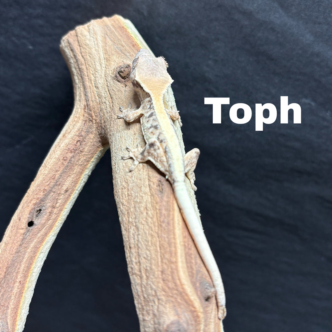 Correlophus ciliatus (Crested Gecko) Sable Lily White