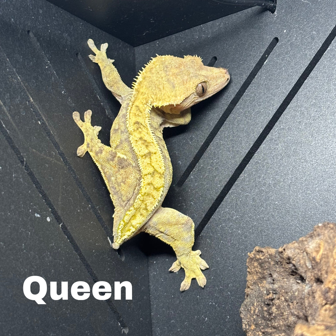 Correlophus ciliatus (Crested Gecko) Brindle Tricolor (Female) (Queen)