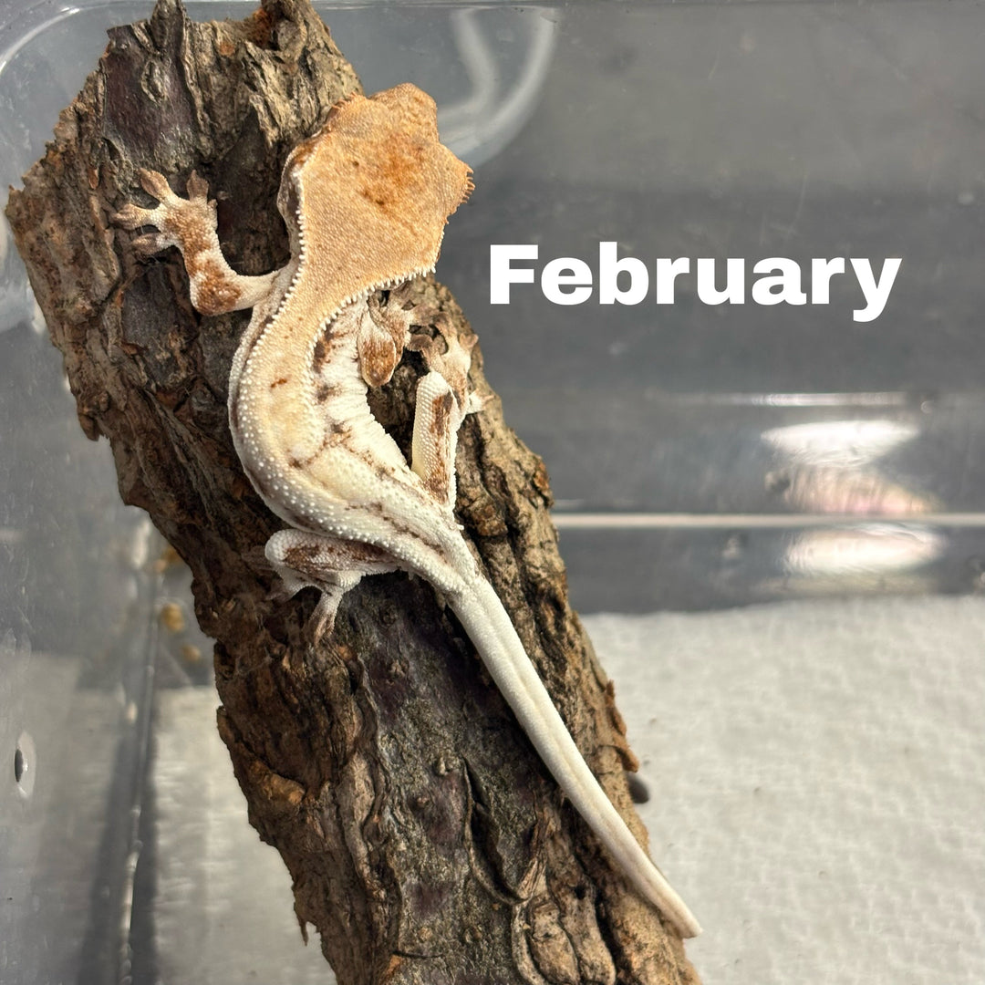 Correlophus ciliatus (Crested Gecko) Sable Lily White