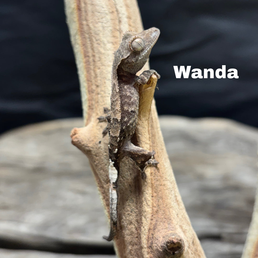 Correlophus ciliatus (Crested Gecko) Cappucino