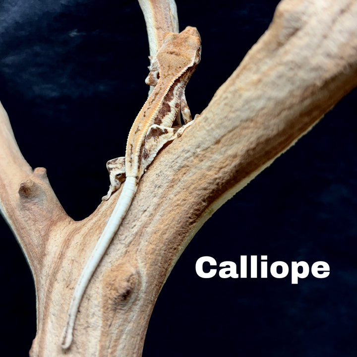 Correlophus ciliatus (Crested Gecko) Frappucino