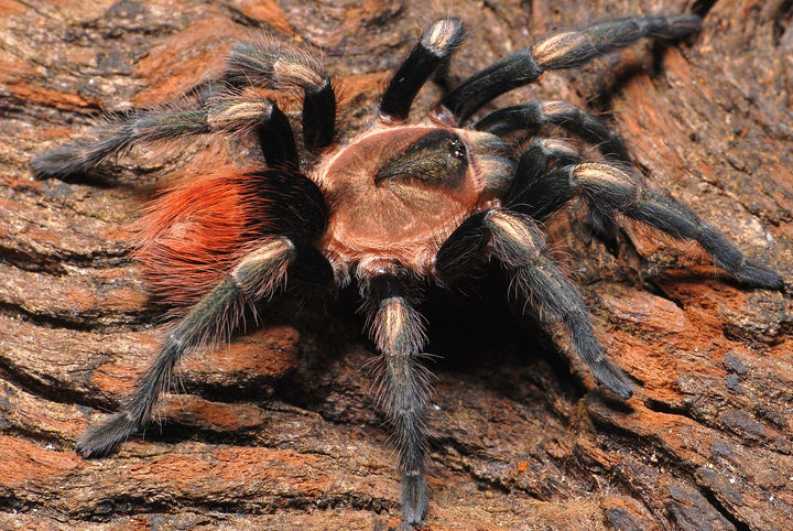 Hapalotremus sp 'Cusco' (Sacred Valley Red Rump) PAIRS