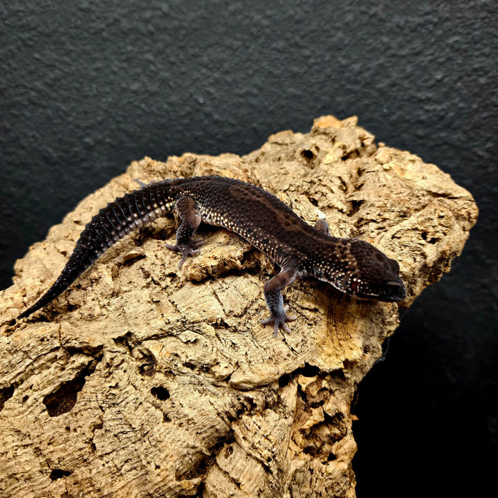 Eublepharis macularius (Leopard Gecko) Black Night