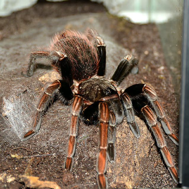 Tarantulas – Page 7 – Spider Shoppe