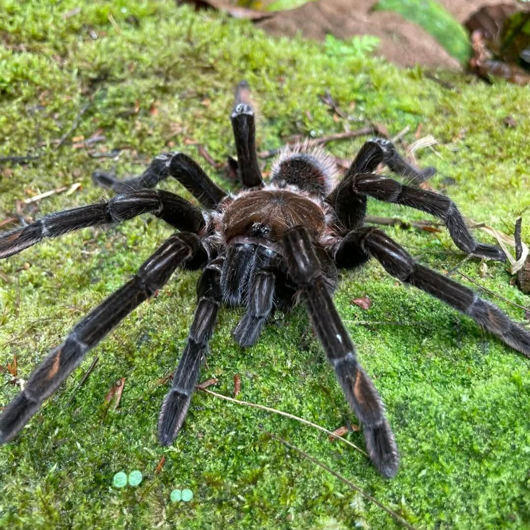 What's New? Tarantulas – Spider Shoppe