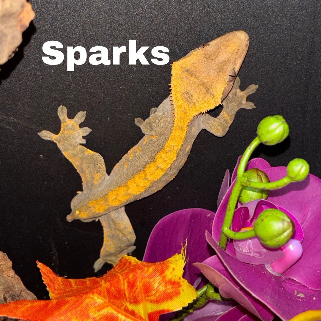 Correlophus ciliatus (Crested Gecko) Normal Frog Butt (Male) (Sparks)
