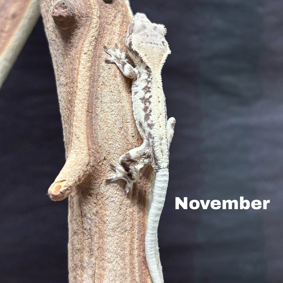 Correlophus ciliatus (Crested Gecko) Sable Lily White