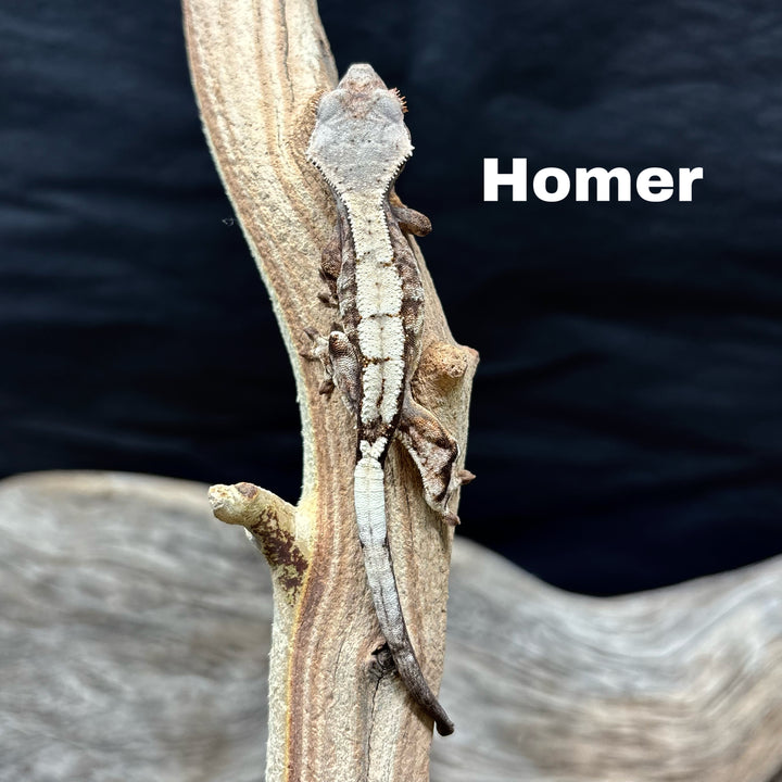 Correlophus ciliatus (Crested Gecko) Sable