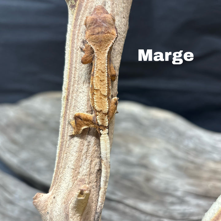 Correlophus ciliatus (Crested Gecko) Sable