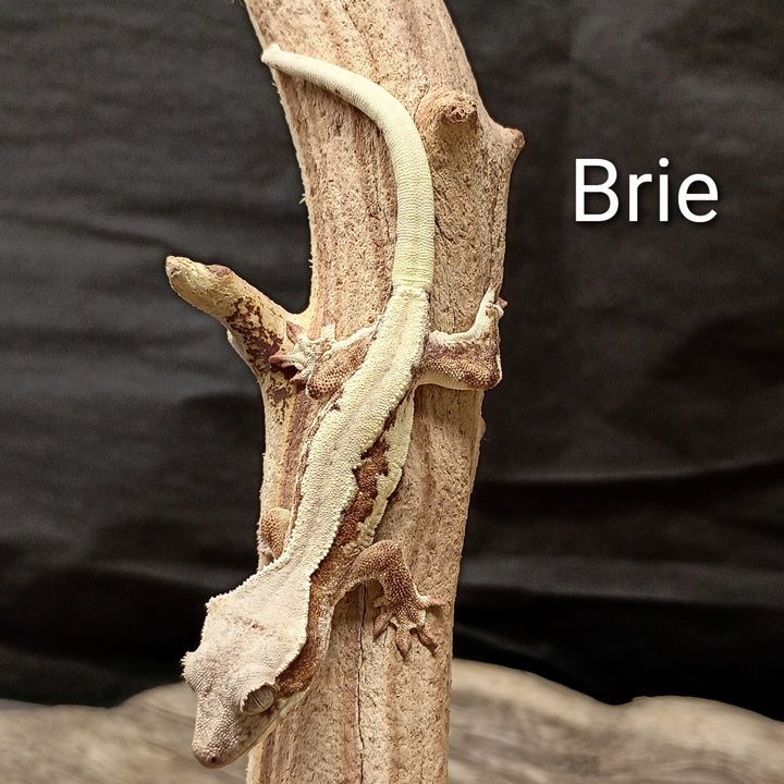Correlophus ciliatus (Crested Gecko) Sable Lily White