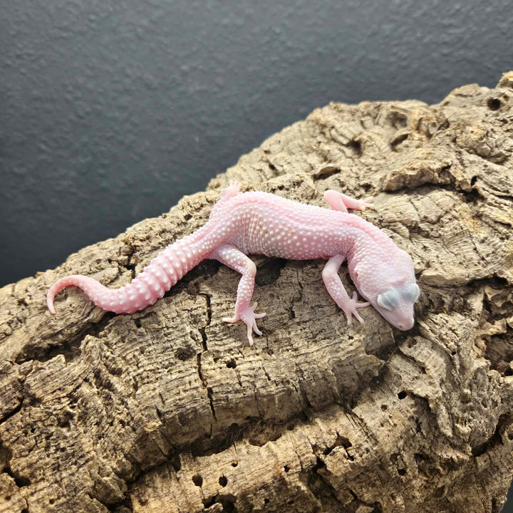 Eublepharis macularius (Leopard Gecko) BLIZZARD