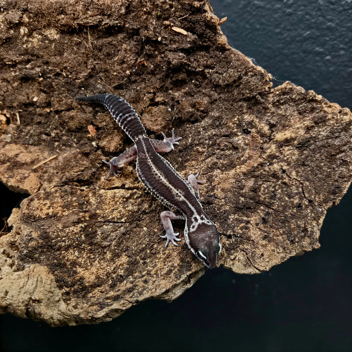 Eublepharis macularius (Leopard Gecko) Black Night