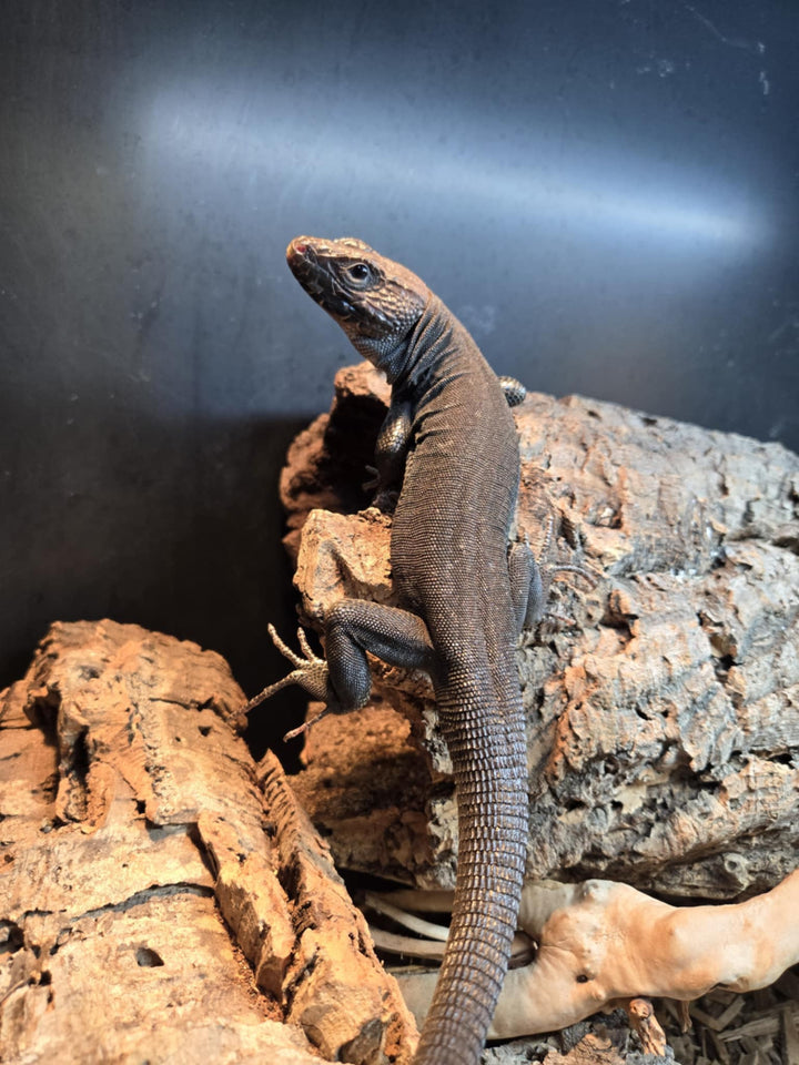 Timon lepidus (Jeweled Lacerta) 'Melanistic' Suspect Male