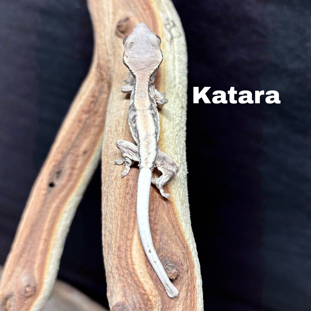 Correlophus ciliatus (Crested Gecko) Sable Lily White