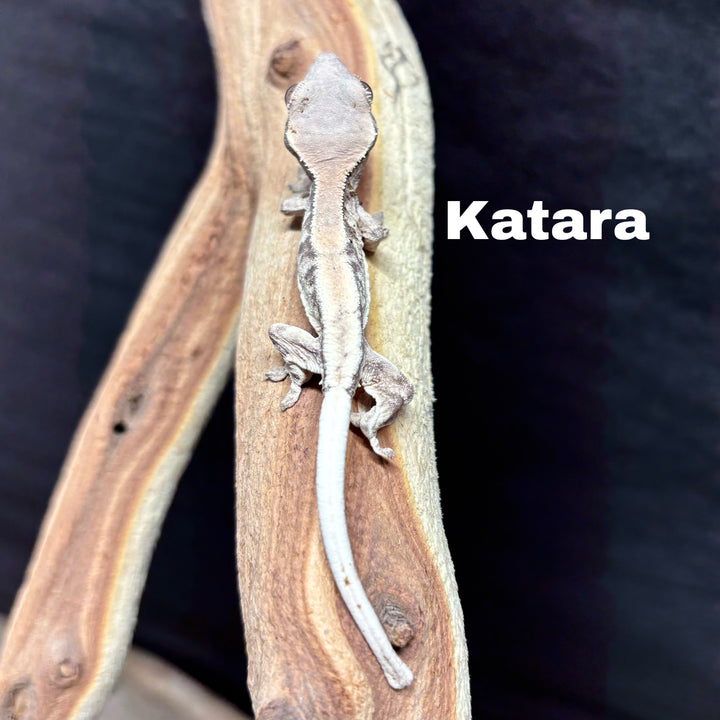 Correlophus ciliatus (Crested Gecko) Sable Lily White