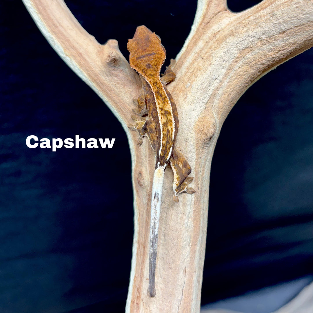 Correlophus ciliatus (Crested Gecko) Cappucino