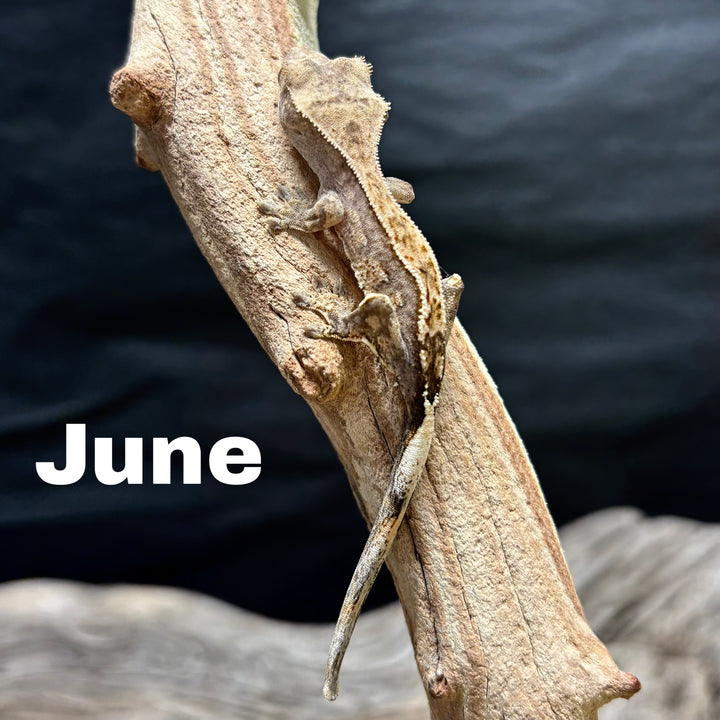 Correlophus ciliatus (Crested Gecko) Sable Lily White