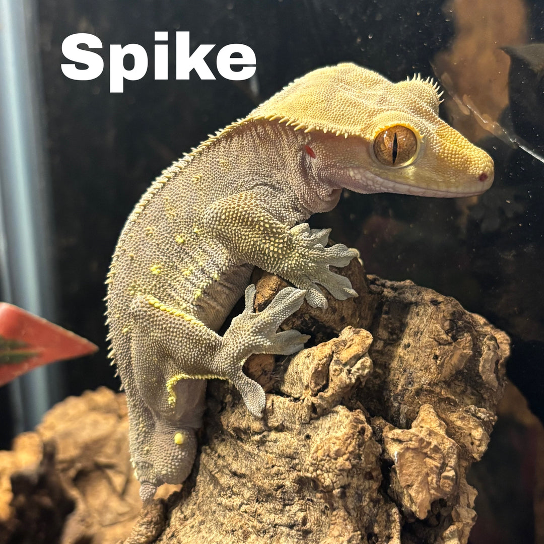 Correlophus ciliatus (Crested Gecko) Normal Frog Butt (Male) (Spike)