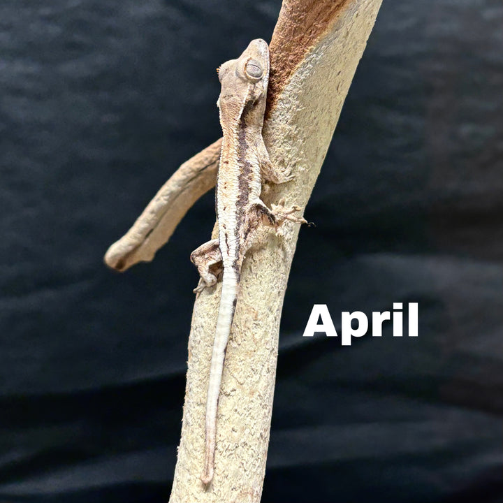 Correlophus ciliatus (Crested Gecko) Sable Lily White
