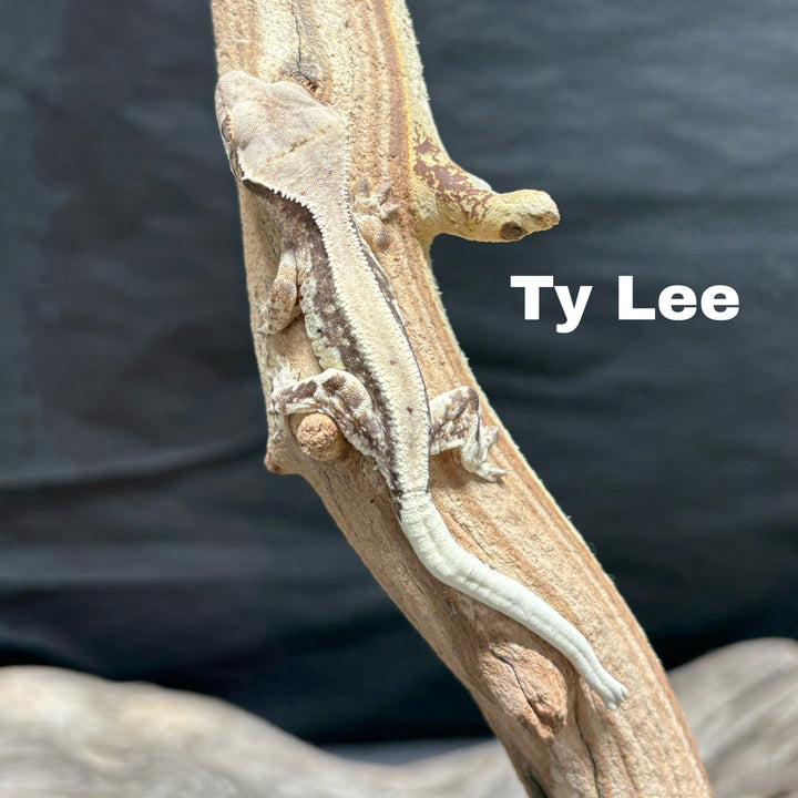 Correlophus ciliatus (Crested Gecko) Sable Lily White