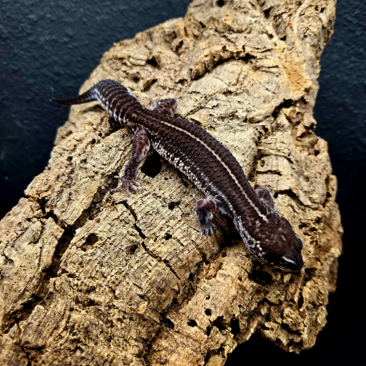 Eublepharis macularius (Leopard Gecko) Black Night