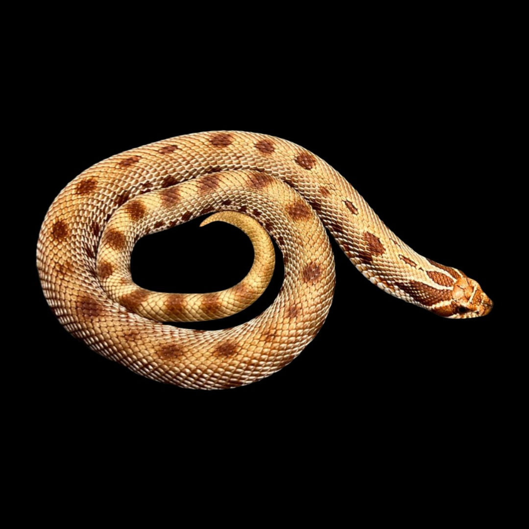 Heterodon nasicus (Hognose Snake) '23 Extreme Red Conda Het Albino Male