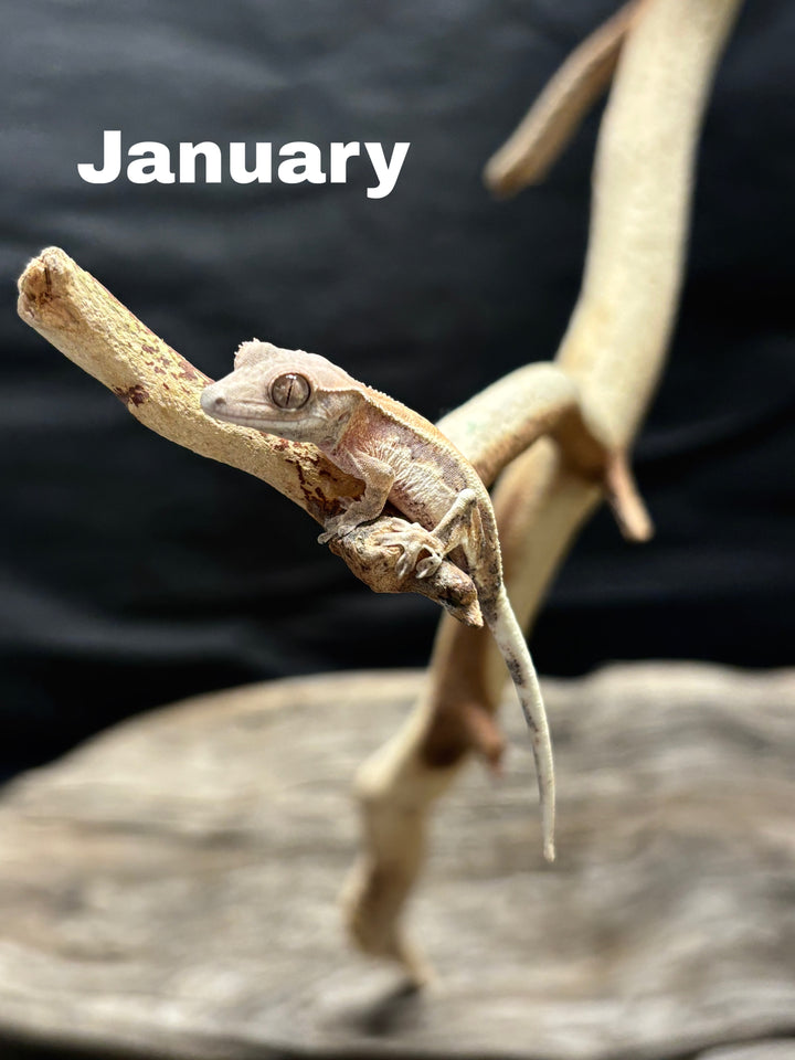 Correlophus ciliatus (Crested Gecko) Sable Lily White