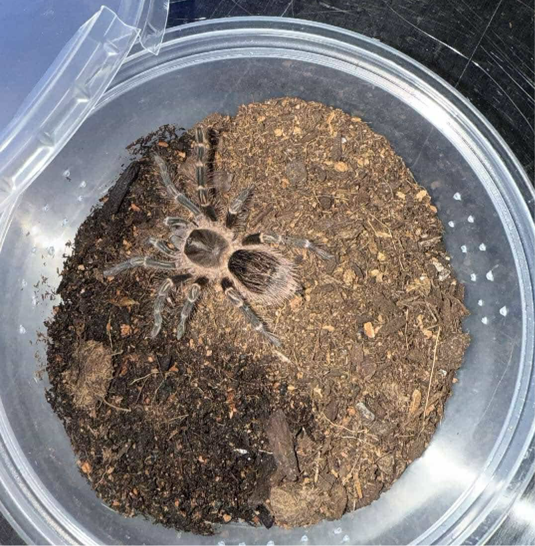 Grammostola pulchripes (Chaco Golden-Knee) 0.5" | 2" MALE