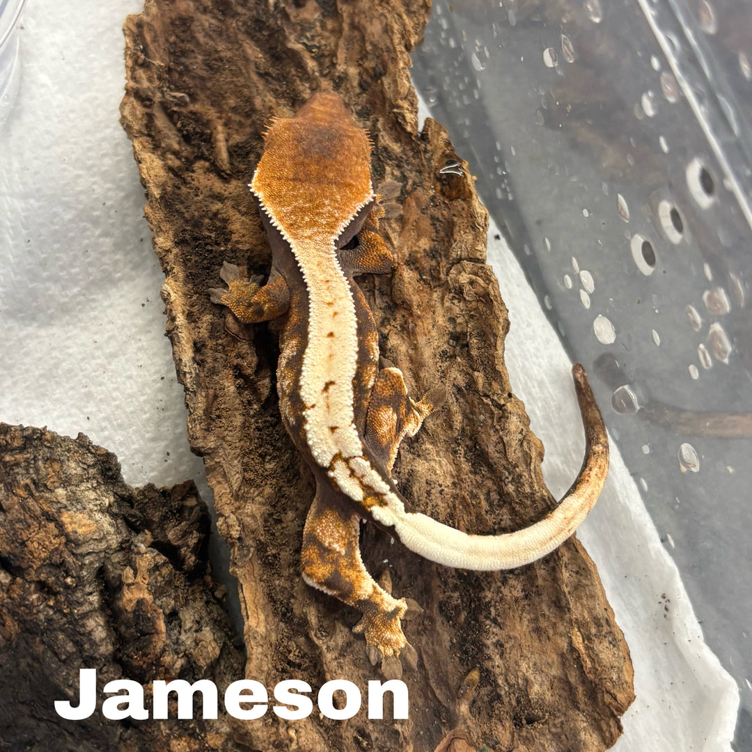 Correlophus ciliatus (Crested Gecko) Sable