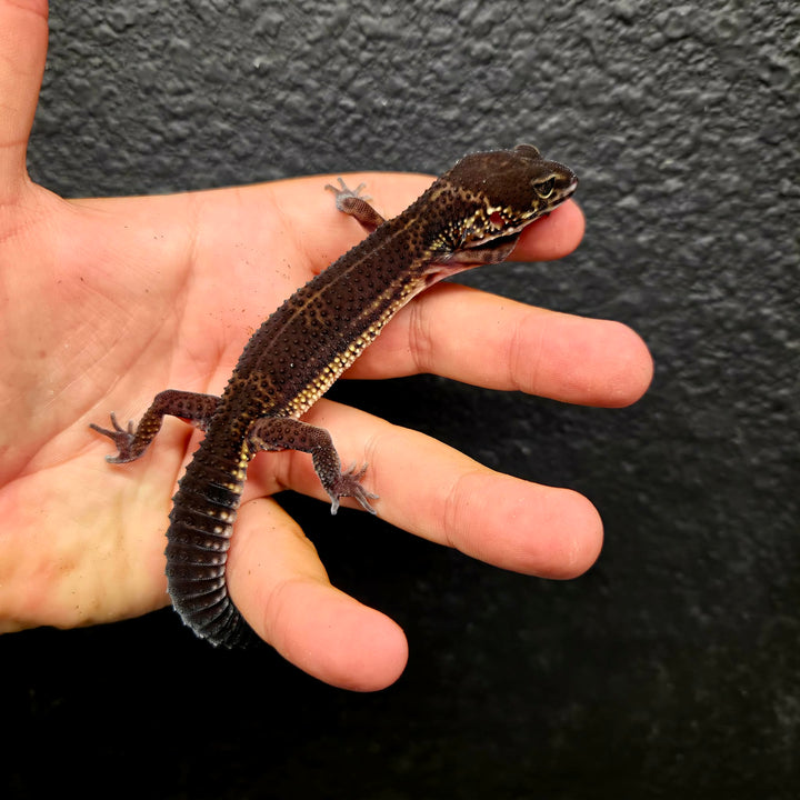 Eublepharis macularius (Leopard Gecko) Black Night