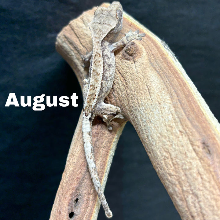 Correlophus ciliatus (Crested Gecko) Cappucino