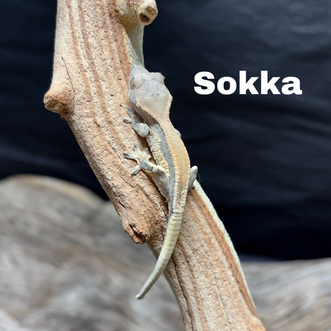 Correlophus ciliatus (Crested Gecko) Sable Lily White